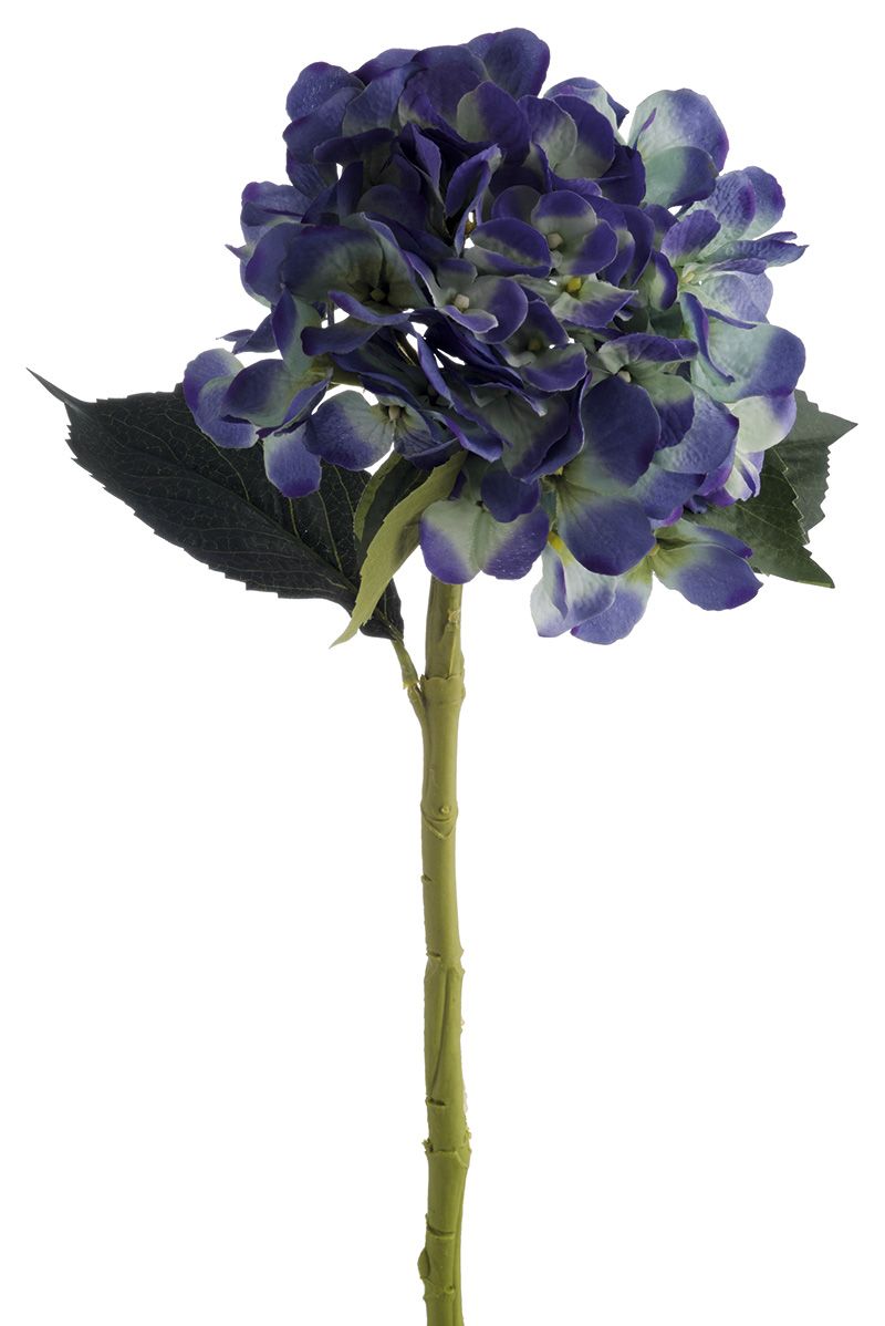 Flower, Petal, Purple, Leaf, Violet, Lavender, Flowering plant, Botany, Cut flowers, Electric blue, 