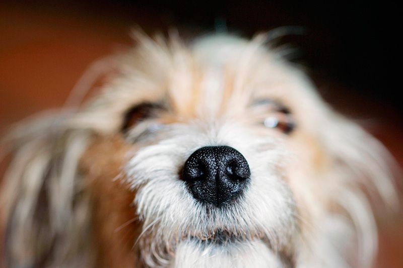 Dog breed, Dog, Carnivore, Snout, Companion dog, Toy dog, Close-up, Terrier, Small terrier, Canidae, 