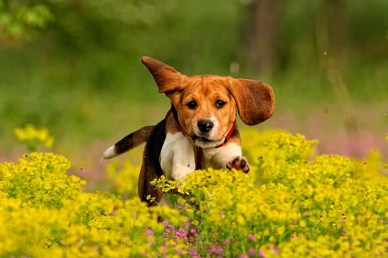 Dog breed, Dog, Carnivore, Mammal, Wildflower, Liver, Groundcover, Snout, Companion dog, Meadow, 