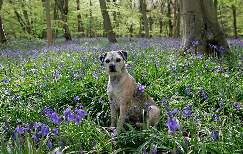 Blue, Plant, Natural environment, Dog breed, Carnivore, Dog, Forest, Purple, Woodland, Old-growth forest, 