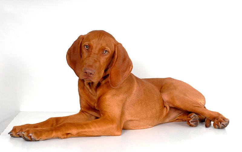 Dog breed, Brown, Skin, Dog, Carnivore, Tan, Comfort, Fawn, Liver, Companion dog, 