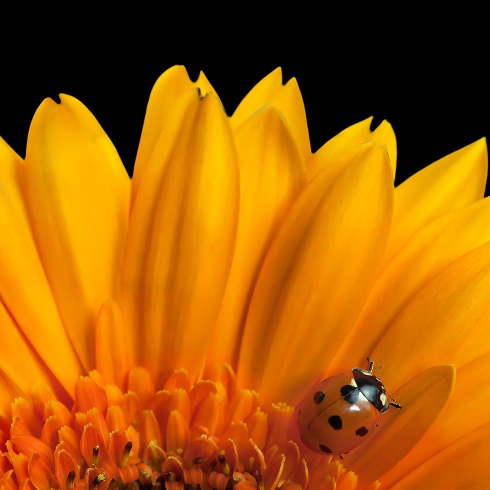 Ladybug, Yellow, Petal, Flower, Orange, Insect, Amber, Flowering plant, Arthropod, Invertebrate, 