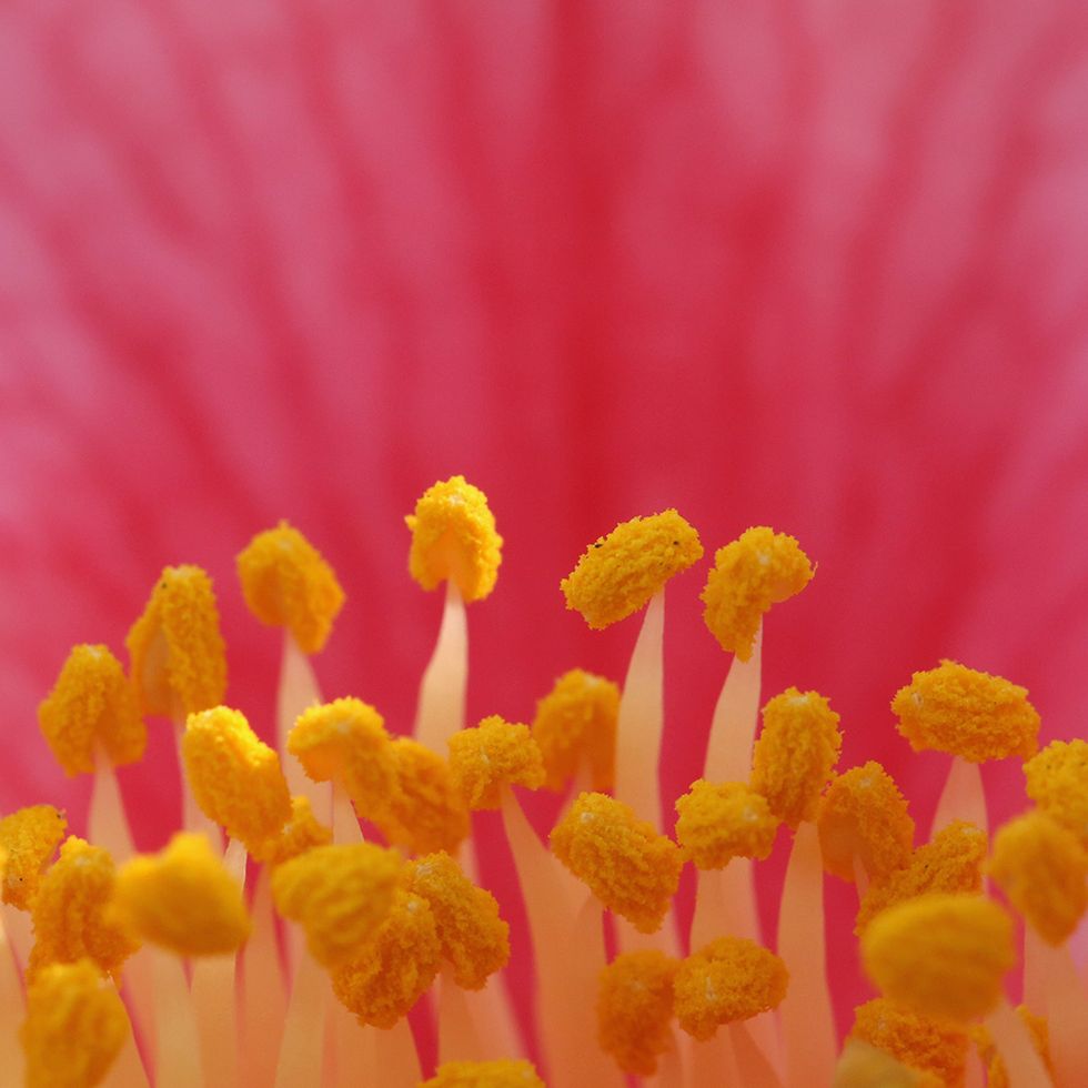 Petal, Yellow, Flower, Botany, Close-up, Flowering plant, Macro photography, Pollen, Annual plant, Perennial plant, 