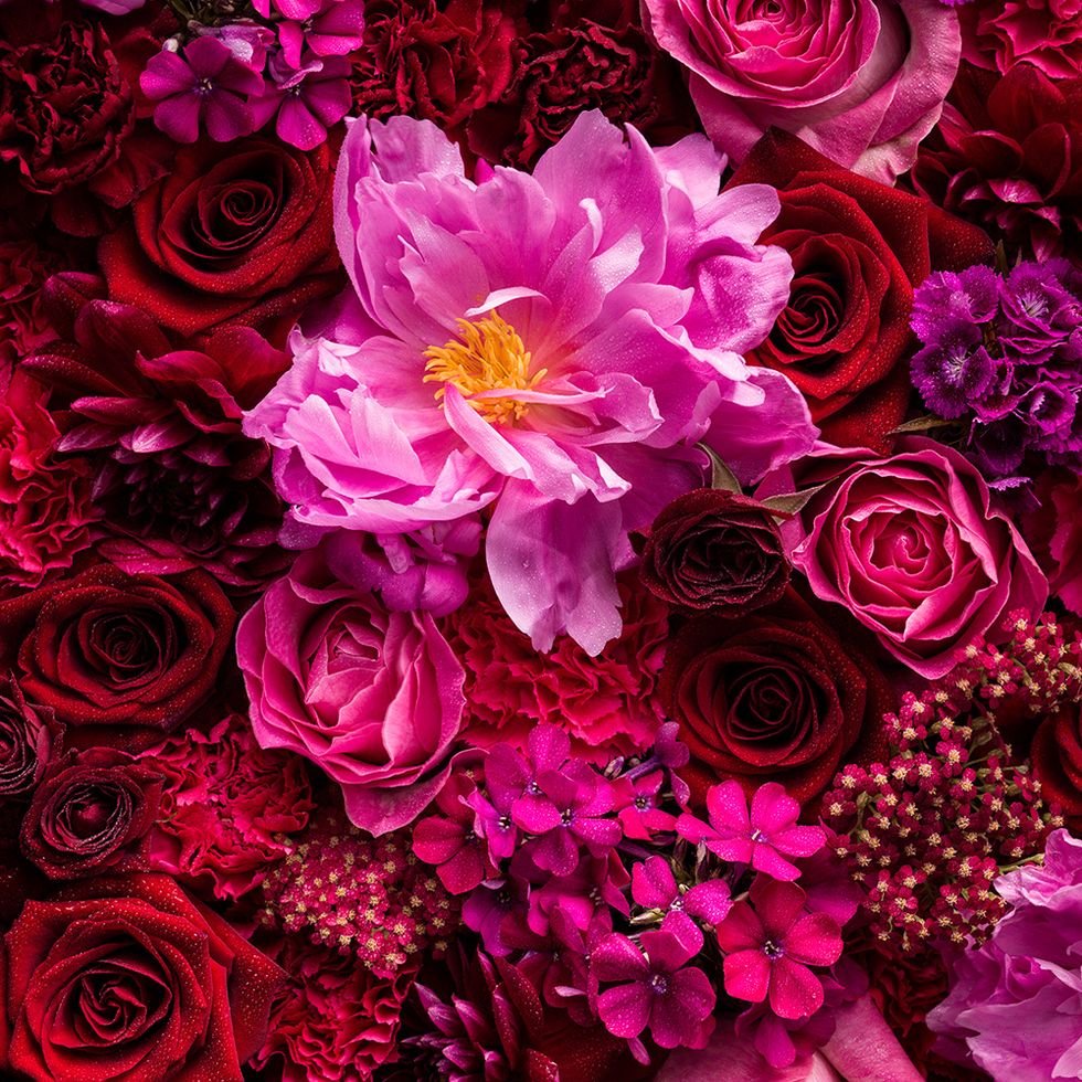 Petal, Flower, Red, Purple, Magenta, Pink, Bouquet, Colorfulness, Flowering plant, Cut flowers, 