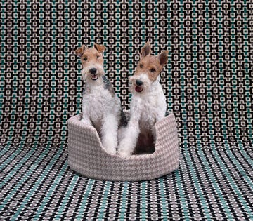 Dog breed, Dog, Carnivore, Vertebrate, Dog supply, Home accessories, Snout, Terrestrial animal, Terrier, Pet supply, 