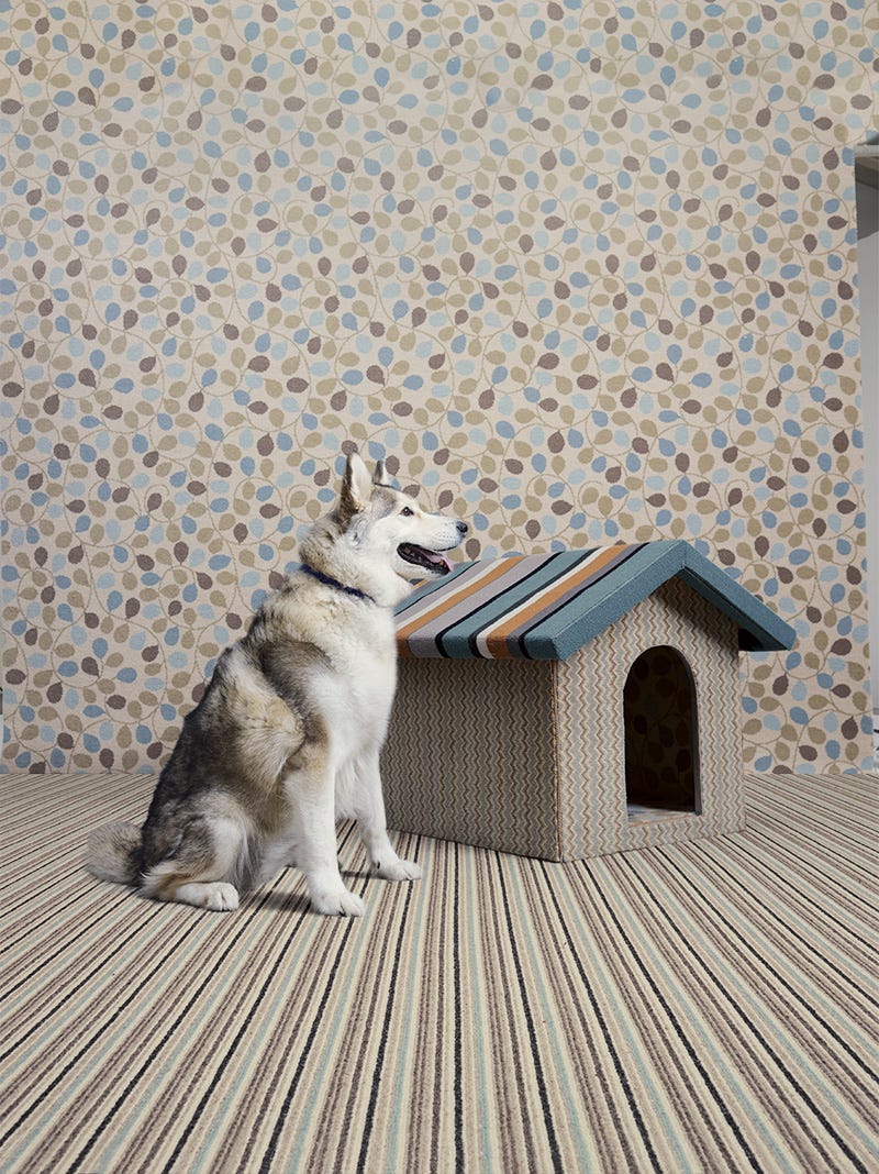 Wood, Dog, Floor, Sled dog, Carnivore, Flooring, Grey, Roof, Canidae, Wolf, 