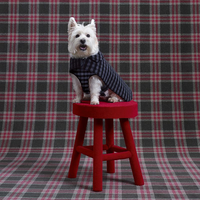 Dog breed, Textile, Pattern, Carnivore, Dog, Dog supply, Red, Plaid, Terrier, Small terrier, 