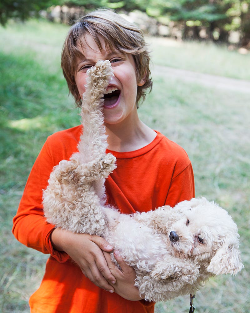 Human, Dog, Carnivore, Dog breed, Toy dog, Companion dog, Maltepoo, Eating, Fur, Brown hair, 