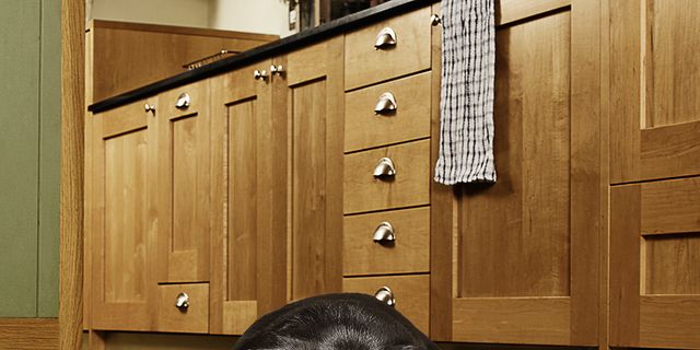 Wood, Dog breed, Dog, Carnivore, Wood stain, Cabinetry, Cupboard, Floor, Drawer, Sporting Group, 