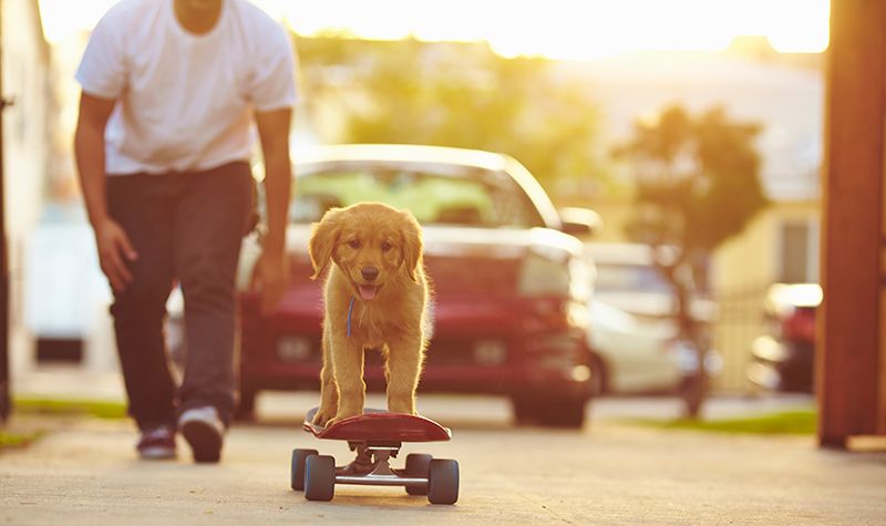 Carnivore, Dog, Vertebrate, Dog breed, Skateboarding, Skateboard, Skateboarding Equipment, Longboard, Companion dog, Sporting Group, 