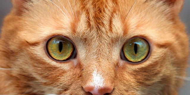 Whiskers, Organism, Carnivore, Vertebrate, Skin, Cat, Felidae, Small to medium-sized cats, Facial expression, Iris, 