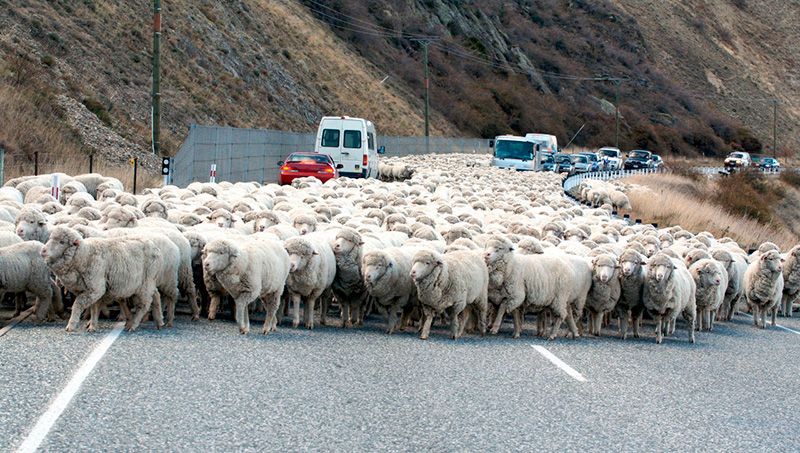 Sheep, Sheep, Herd, Rural area, Truck, Grey, Grazing, Livestock, Herding, Snout, 