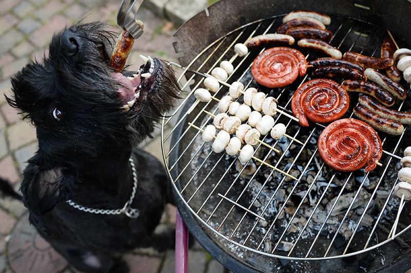 Barbecue grill, Carnivore, Barbecue, Dog, Dog breed, Grilling, Cooking, Dog supply, Cuisine, Pet supply, 