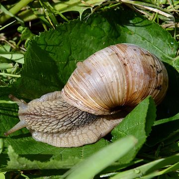 Snails and slugs, Molluscs, Snail, Lymnaeidae, Sea snail, Invertebrate, Terrestrial animal, Grass, Organism, Leaf, 