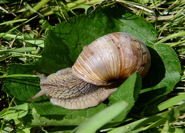 Snails and slugs, Molluscs, Snail, Lymnaeidae, Sea snail, Invertebrate, Terrestrial animal, Grass, Organism, Leaf, 