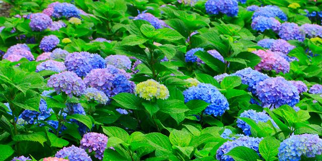 Vegetation, Blue, Plant, Flower, Purple, Shrub, Flowering plant, Garden, Groundcover, Majorelle blue, 