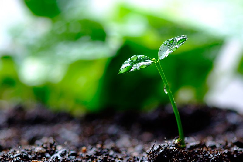 Green, Leaf, Soil, Liquid, Botany, Terrestrial plant, Compost, Close-up, Annual plant, Herb, 