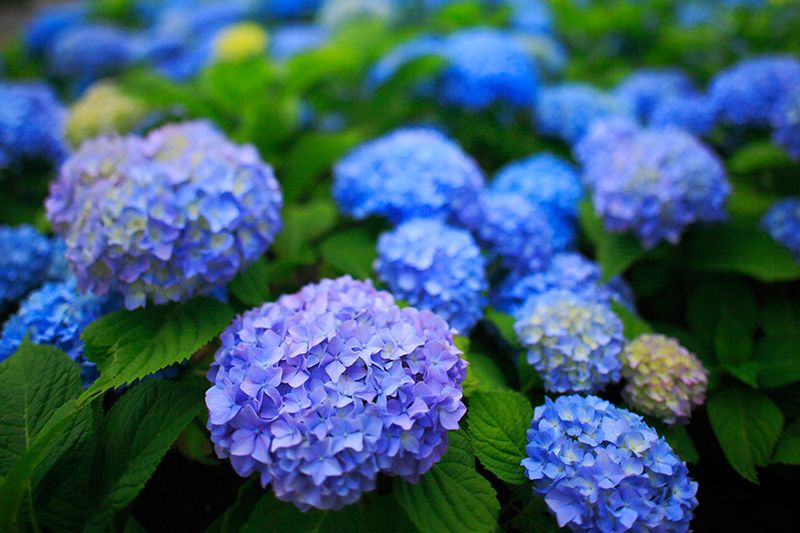 Vegetation, Blue, Daytime, Plant, Flower, Purple, Flowering plant, Electric blue, Annual plant, Groundcover, 