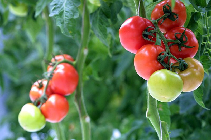 Produce, Natural foods, Vegan nutrition, Fruit, Food, Vegetable, Tomato, Ingredient, Whole food, Bush tomato, 