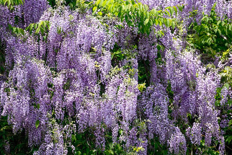 Purple, Lavender, Garden, Shrub, Botany, Flowering plant, Groundcover, Violet, Annual plant, Spring, 
