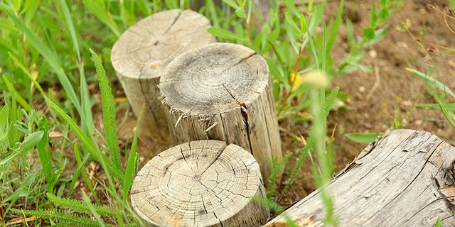 Wood, Leaf, Botany, Terrestrial plant, Groundcover, Grass family, Circle, Trunk, Natural material, Still life photography, 