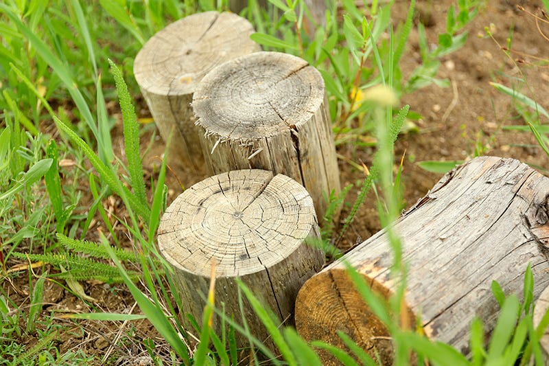 Wood, Leaf, Botany, Terrestrial plant, Groundcover, Grass family, Circle, Trunk, Natural material, Still life photography, 