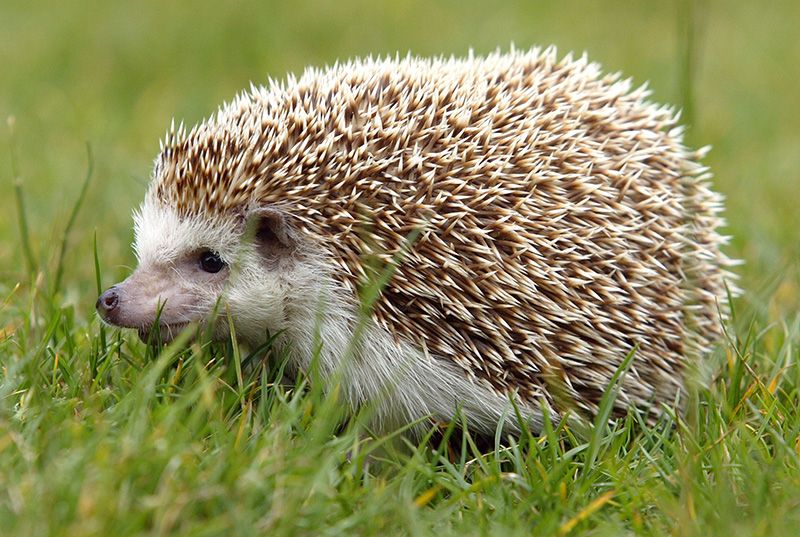 Hedgehog, Erinaceidae, Nature, Daytime, Skin, Green, Vertebrate, Domesticated hedgehog, Facial expression, Adaptation, 