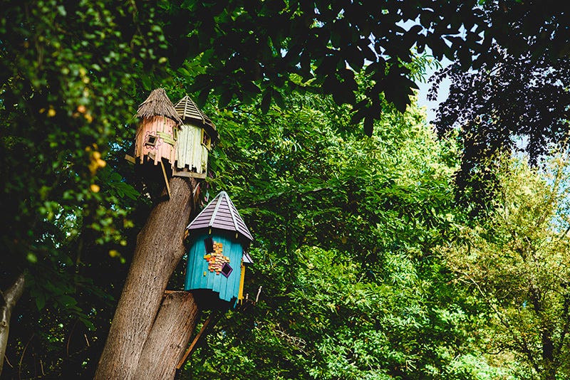 Birdhouse, Birdhouse, Trunk, Jungle, Temperate broadleaf and mixed forest, 