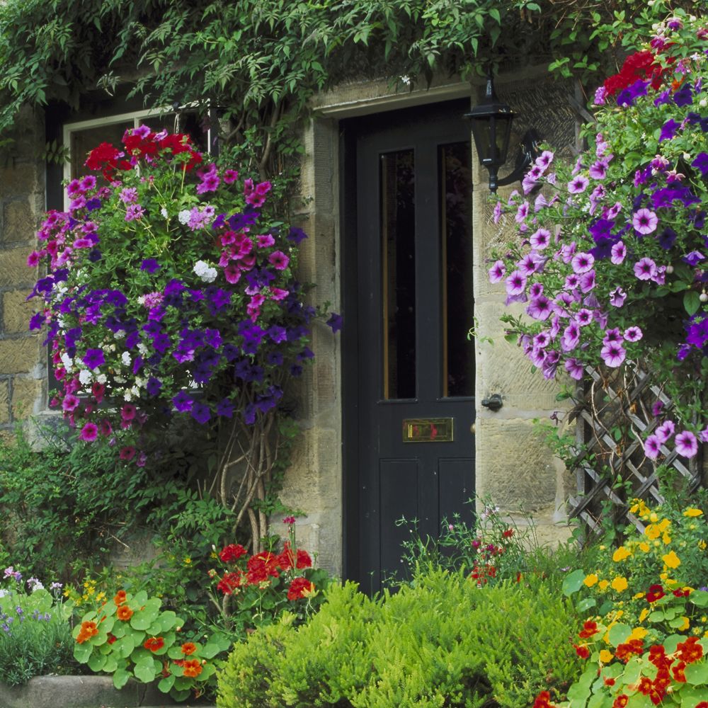 Plant, Shrub, Flower, Door, Garden, Petal, Wall, House, Purple, Home door, 