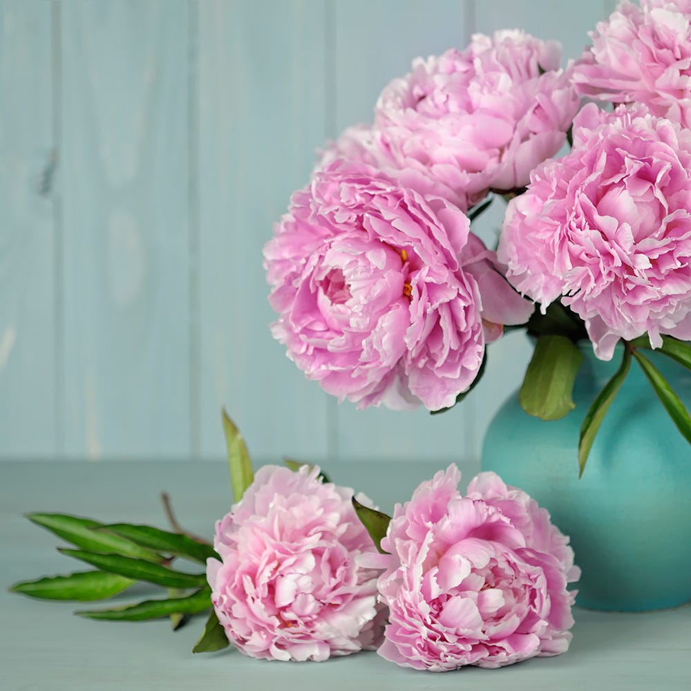 peonias de color rosa