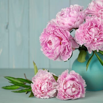 how to plant peonies