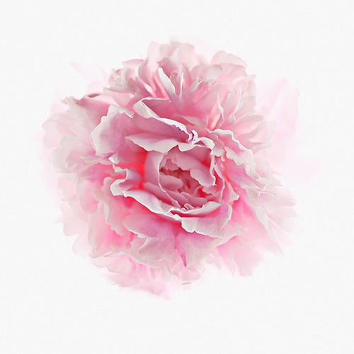Petal, Flower, Colorfulness, Pink, Flowering plant, Peony, Close-up, Rose order, Annual plant, Artificial flower, 