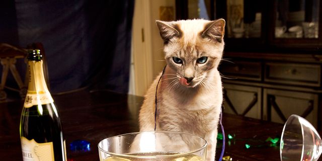 Drinkware, Stemware, Glass, Barware, Wine glass, Carnivore, Alcohol, Drink, Small to medium-sized cats, Alcoholic beverage, 