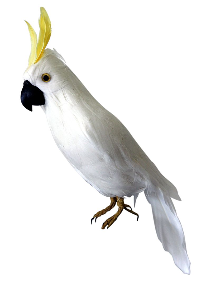 Yellow, Vertebrate, Bird, Cockatoo, Beak, Feather, White, Iris, Wing, Neck, 