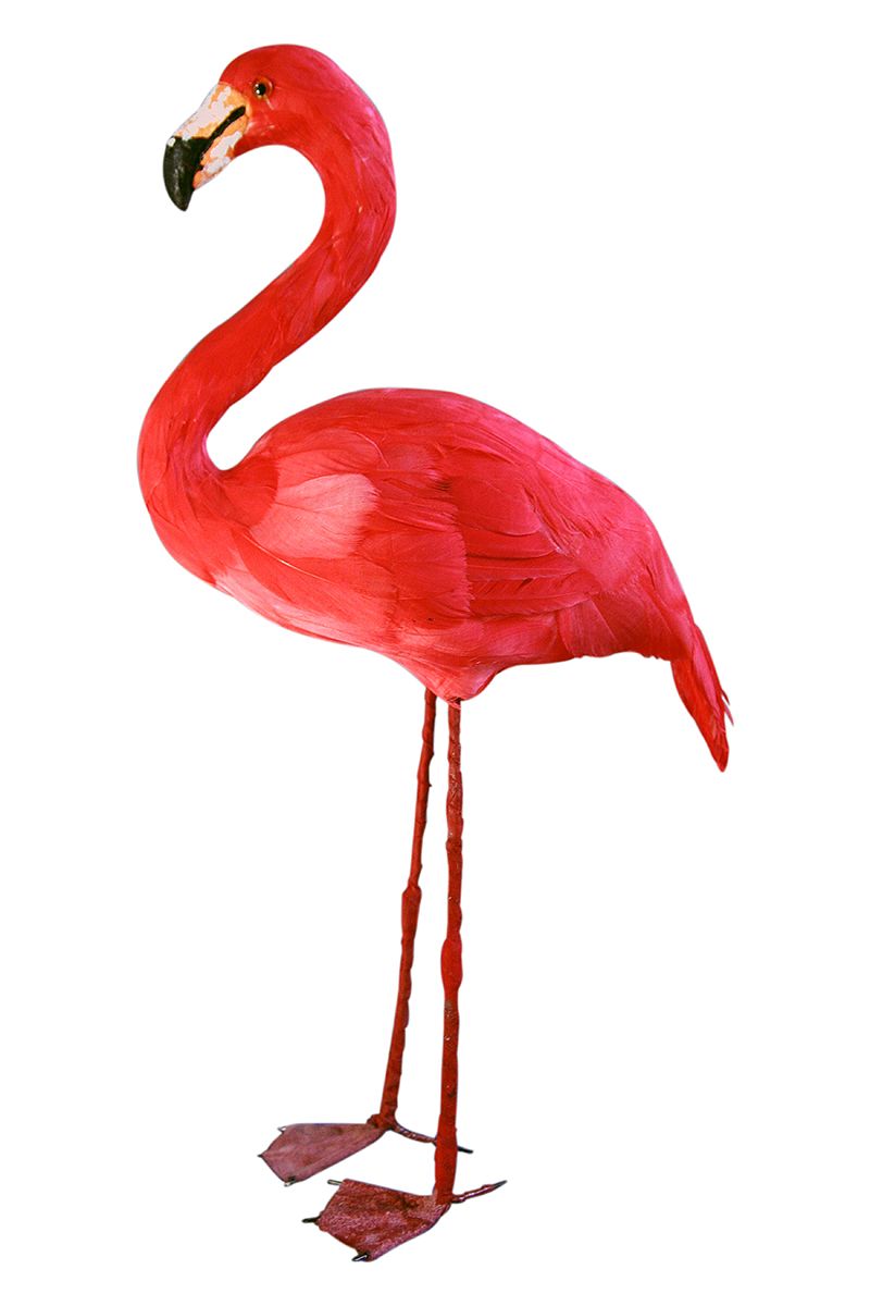 Bird, Beak, Organism, Red, Flamingo, Pink, Greater flamingo, Organ, Carmine, Feather, 