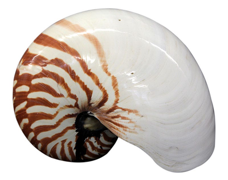 Brown, Organism, Chambered nautilus, Nautilus, Invertebrate, Marine invertebrates, Natural material, Beige, Ammonoidea, Fawn, 