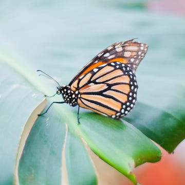 Invertebrate, Arthropod, Insect, Organism, Natural environment, Green, Pollinator, Butterfly, Monarch butterfly, Viceroy (butterfly), 