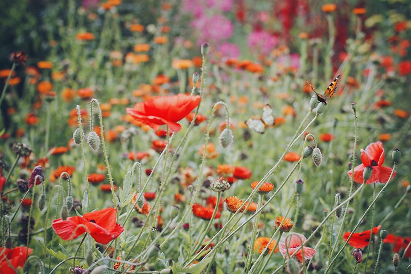 Natural environment, Plant, Flower, Natural landscape, Red, Plant community, Poppy, Wildflower, Coquelicot, Ecoregion, 