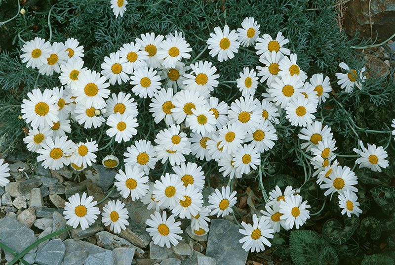 Flower, Petal, camomile, Chamaemelum nobile, Groundcover, Marguerite daisy, Daisy family, mayweed, Daisy, chamomile, 