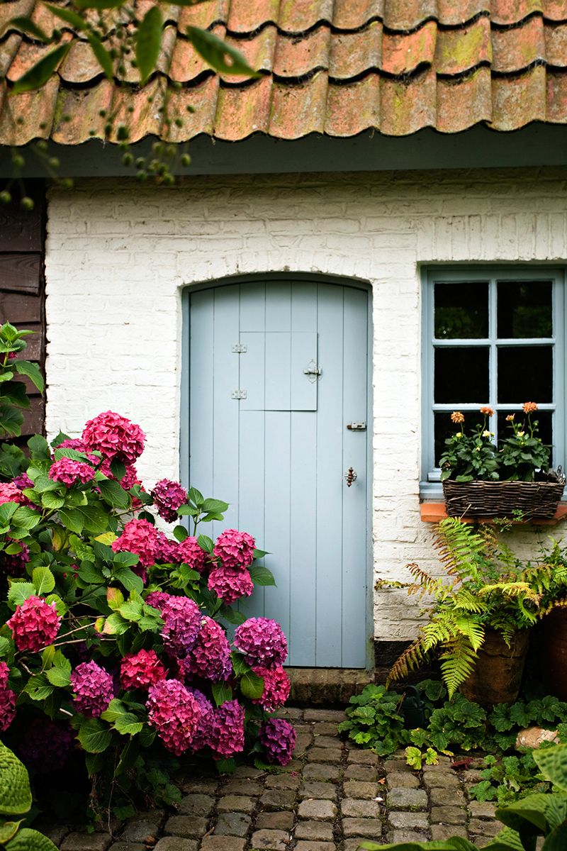 Plant, Property, Shrub, House, Door, Flower, Garden, Roof, Home door, Petal, 