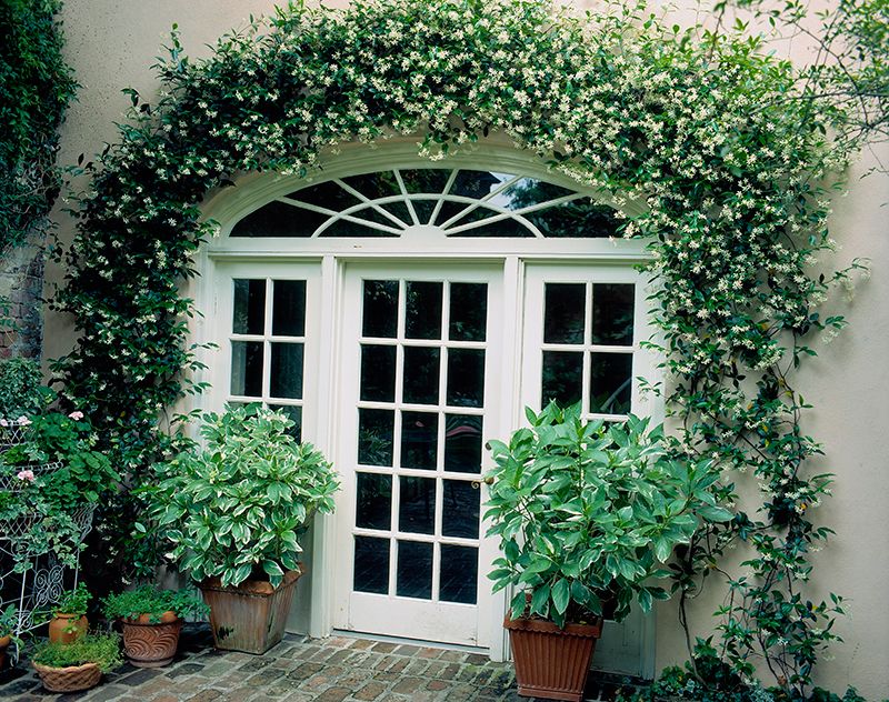 Flowerpot, Green, House, Fixture, Shrub, Door, Home door, Houseplant, Annual plant, Herb, 