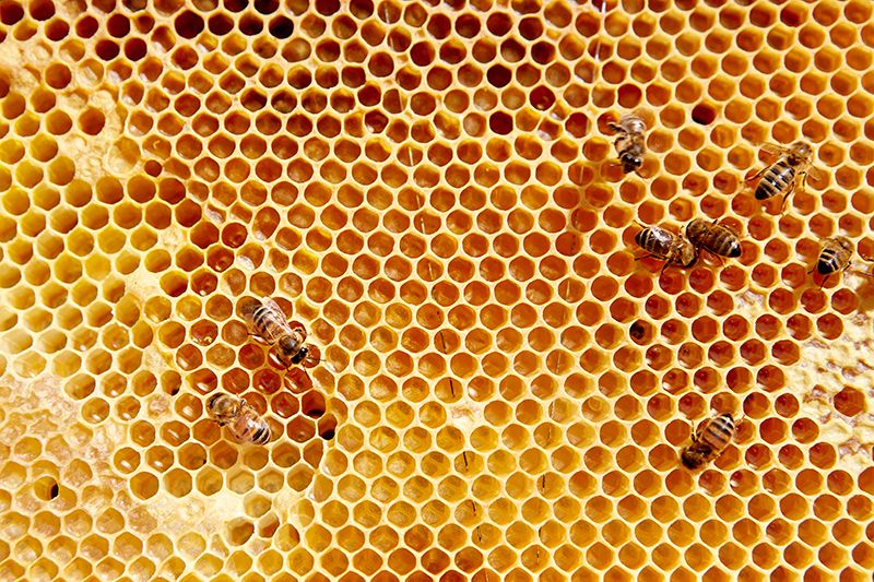 Yellow, Orange, Pattern, Pollinator, Invertebrate, Organism, Beehive, Insect, Honeybee, Arthropod, 
