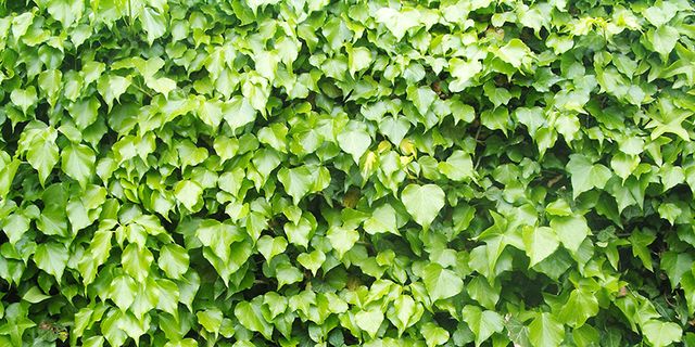 Green, Leaf, Groundcover, Annual plant, Herb, Plantation, Herbaceous plant, Agriculture, Ivy family, Field, 