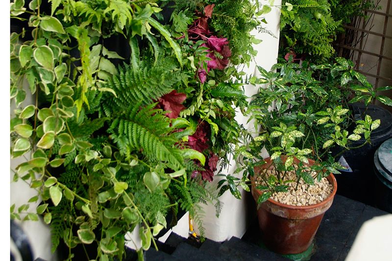 Plant, Flowerpot, Leaf, Terrestrial plant, Houseplant, Garden, Herb, Annual plant, Interior design, Herbaceous plant, 