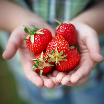 Natural foods, Strawberry, Strawberries, Fruit, Berry, Accessory fruit, Frutti di bosco, Plant, Food, Superfruit, 