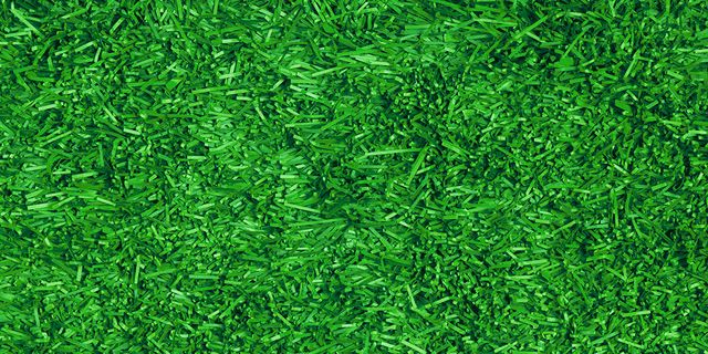 Green, Grass, Colorfulness, Groundcover, 