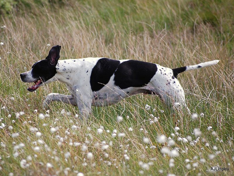 Dog breed, Dog, Carnivore, Vertebrate, Sporting Group, Tail, Grass family, Meadow, Hunting dog, Canidae, 