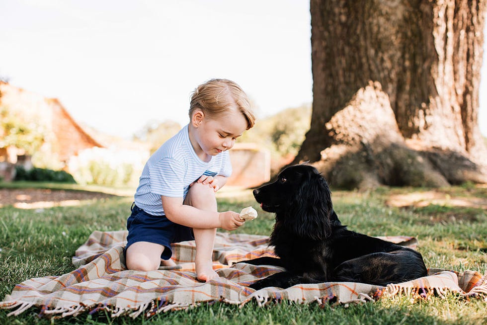 Human, Dog breed, Carnivore, People in nature, Sitting, Dog, Sporting Group, Companion dog, Trunk, Canidae, 