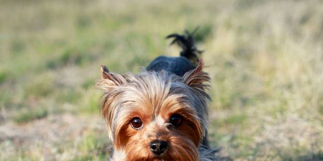 Carnivore, Dog, Dog breed, Toy dog, Small terrier, Terrier, Puppy, Companion dog, Grassland, Grass family, 