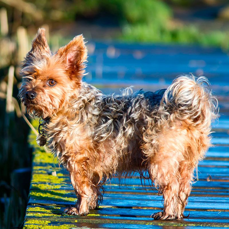 Dog breed, Organism, Dog, Carnivore, Mammal, Terrier, Small terrier, Toy dog, Snout, Australian terrier, 